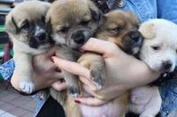 小型犬可以长到多少斤？ 中小型犬多大