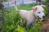 罗素梗和土狗的区别 一分钟教你轻松辨别 梗犬和土狗的区别
