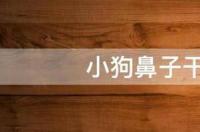 狗狗鼻子干，怎么回事？ 狗狗鼻子干是怎么回事