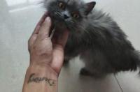 义猫注释的介绍？ 猫的详细介绍资料