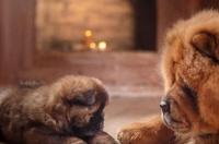 松狮为什么属于禁养犬？ 为什么养松狮的人特别少