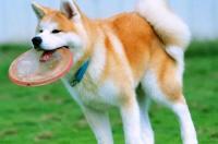 中国哪里有卖日本土佐斗犬，纯种的，幼崽，要多少钱？谢谢？ 无声斗犬日本土佐