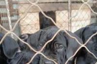 比格犬狗狗多少钱一只 幼犬多少钱一只 猎兔犬幼犬多少钱一只