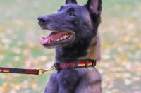 搜救犬塔克是巴拉巴拉犬吗 云南民间搜救犬