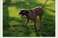 罗得西亚背脊犬的疾病？ 罗德西亚背犬