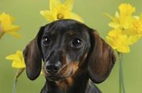 腊肠犬的优缺点？ 腊肠狗优缺点