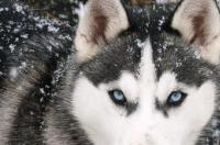 雪橇犬与哈士奇的区别是什么？ 雪橇犬和哈士奇一样吗