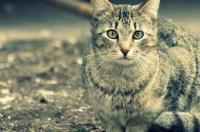 俄罗斯猫的品种？ 俄罗斯最大的猫是什么品种