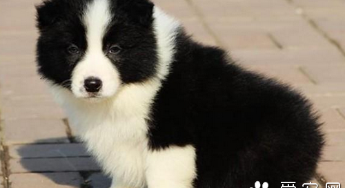 犬类智商排名 在狗宠中边境牧羊犬排第一