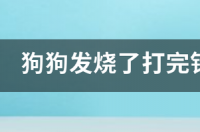 狗狗发烧了打完针以后应该注意什么 狗发烧的症状打什么针