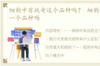 细狗中有战奇这个品种吗？ 细狗和灵缇是一个品种吗