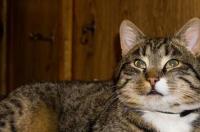 狸花猫和什么猫生出的小猫好看？ 狸花猫退出cfa