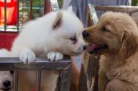 牛头梗能不能打过臧獒 牛头梗能打过马犬吗