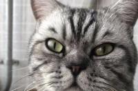 猫咪总挠耳朵和脖子，猫一直挠脖子怎么回事？ 猫咪摇头挠耳朵