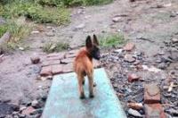 火龙马犬是什么血统？ 爆红马犬是什么血统