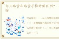 乌云踏雪和踏雪寻梅的猫区别？ 踏雪寻梅猫