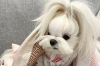 短毛的小型犬有哪些 玛尔济斯犬的原产地为()
