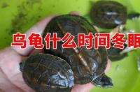 巴西龟什么时候停止冬眠？ 巴西龟冬眠结束时间