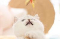 麦基康猫咪多少块钱一只？ 曼基康猫幼崽多少钱一只