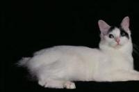 日本短尾猫多少钱 日本短尾猫价格