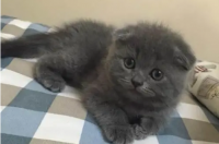 蓝猫折耳贵还是立耳贵 折耳蓝猫