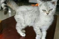 美短折耳猫一般多少钱？ 美短折耳猫一般多少钱