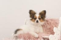 比熊犬和蝴蝶犬串出来的狗是什么样子？ 蝴蝶犬性格