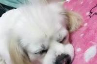 蝴蝶犬正宗的颜色是什么样子的？ 蝴蝶犬白色
