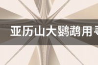 亚历山大鹦鹉:亚洲尾巴最长的鹦鹉二级保护动物 养亚历山大鹦鹉坐牢吗