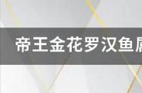 金花火凤罗汉鱼怎么看品相？ 金花罗汉鱼品种