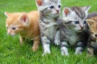 人可以和猫一起睡吗？要注意什么？ 人可以进入猫的里面吗