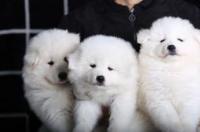 萨摩耶纯白色大概多少钱一只 白色萨摩犬多少钱一只