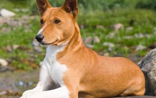 巴仙吉犬哪里卖 宠物市场或宠物店