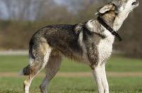 捷克狼犬有什么样的特征？ 捷克狼犬帅气的