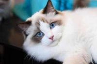 布偶猫多少钱一只？ 布偶猫价格多少钱一只