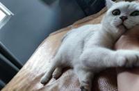 昆山哪个宠物店好 昆山宠物猫领养中心