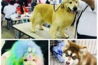 沈阳哪里买龙猫宠物？ 沈阳宠物网站