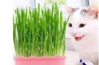 猫草怎么种的？ 猫草是什么植物的种子