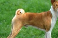狗狗发育有哪几个关键阶段？ 贝生吉犬幼犬