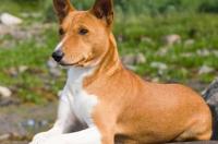 巴仙吉犬哪里卖 宠物市场或宠物店 巴仙吉犬是不是又叫贝生吉犬