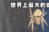 世界上最大的蜘蛛是多大？ 世界上最大的蜘蛛有多大