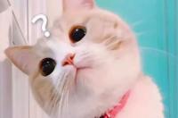 什么人喜欢发猫的表情包？ 可爱小猫咪表情包