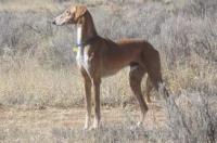 中华田园犬幼犬种类？ 中华细犬大全