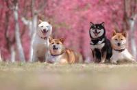 柴犬价格多少钱一只幼犬多少钱？ 柴犬幼崽最低多少元