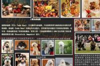 大型泰迪叫什么品种 超大型泰迪叫什么名字 巨贵泰迪
