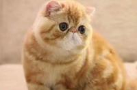 加菲猫分几个品种？ 加菲猫有哪些品种