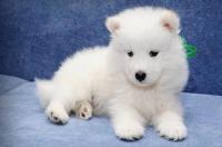 卡斯罗幼犬咬人怎么办？ 卡斯罗犬会乱咬人吗