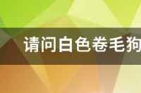 请问白色卷毛狗的品种是什么？ 卷毛犬