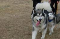 阿拉斯加犬跟哈士奇 阿拉斯加和哈士奇性格