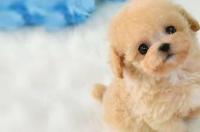 比熊犬好养吗？ 宠物狗比熊好养吗